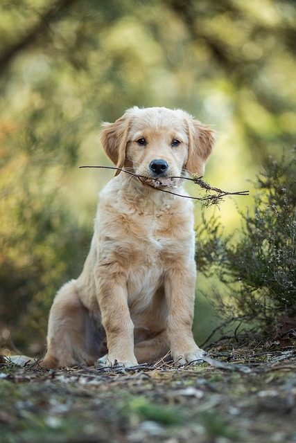 Pet-Friendly Flooring Denver