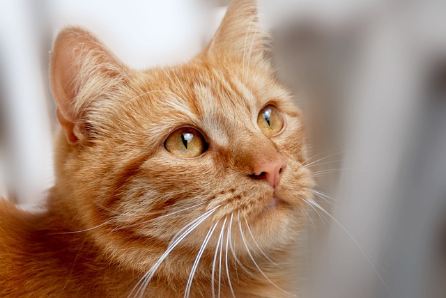 Pet-Friendly Flooring Denver