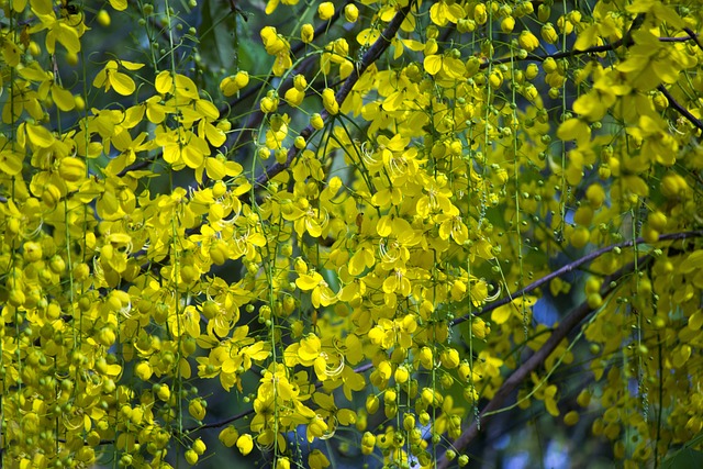 Shower Plumbing Services Arvada