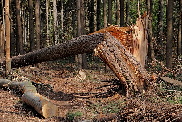 Water Damage Restoration Company Denver