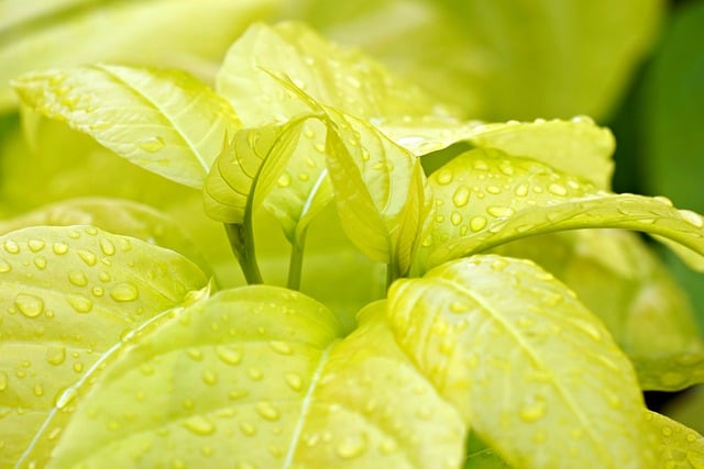 Eco-Friendly Flooring Denver