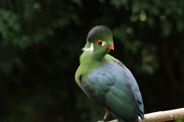 Eco-Friendly Flooring Denver