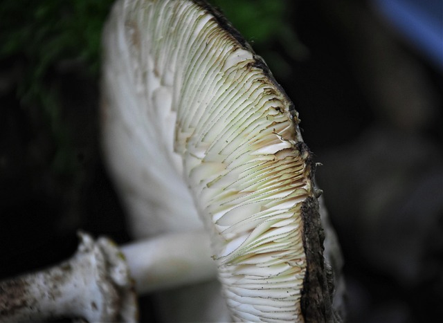 Hardwood Floor Installation Denver