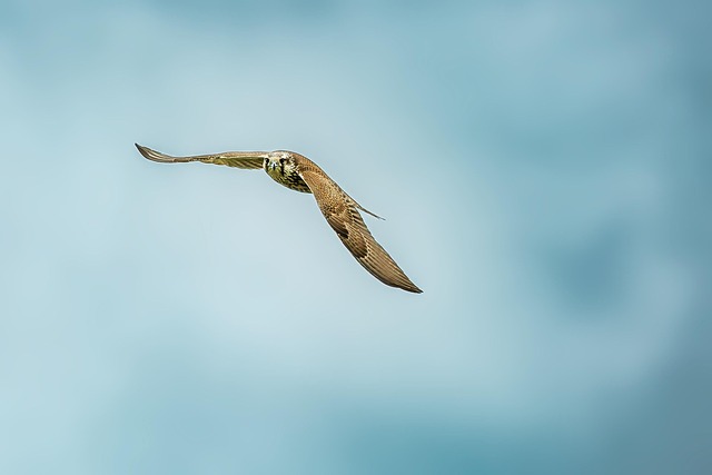 Local Plumber Arvada