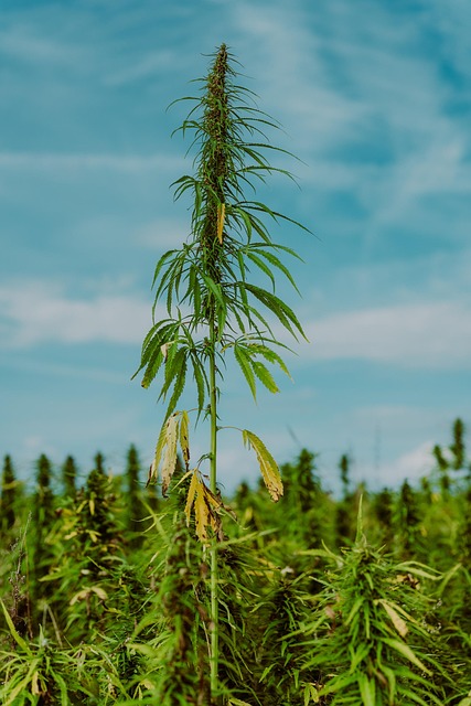 Marijuana Defense Lawyer Colorado