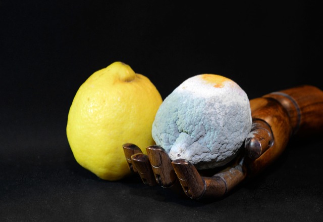 Mold Inspection Denver