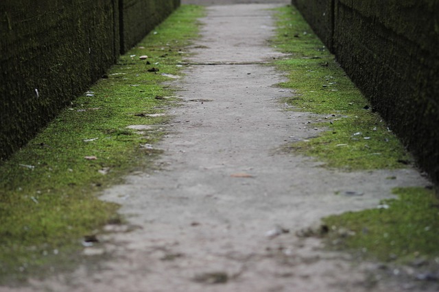 Mold Removal Services Denver