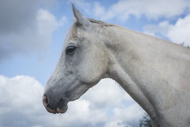 Mold Removal Services Denver