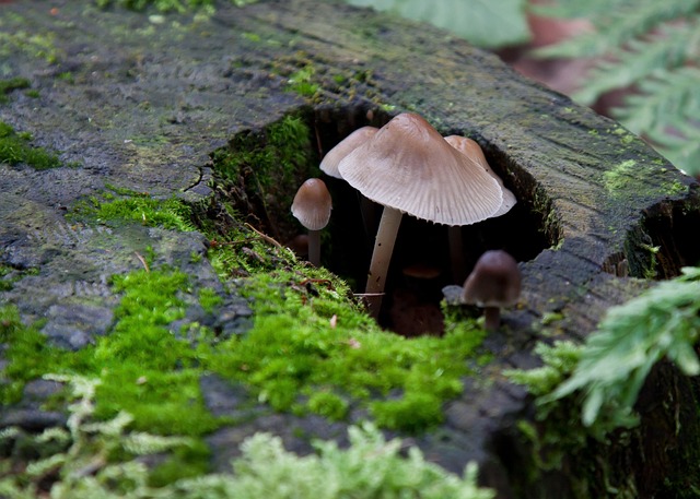 Refinish Hardwood Floors Denver