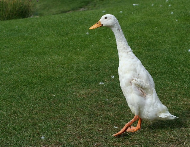 Stair Runners Denver