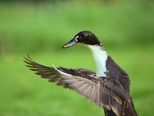 Stair Runners Denver