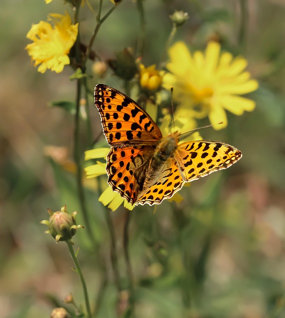 Sump Pump Installation Arvada