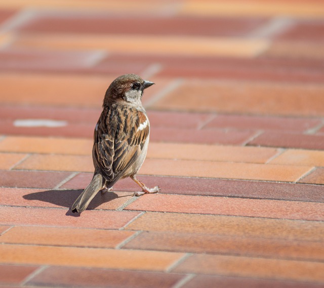 Tile Floor Cleaning Denver