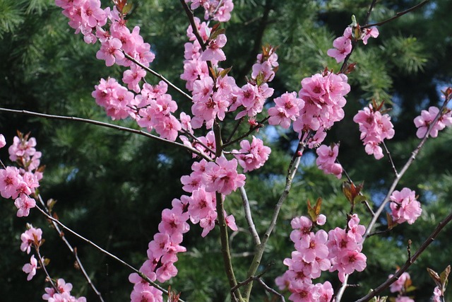 Colorado DUI Penalties Lawyer