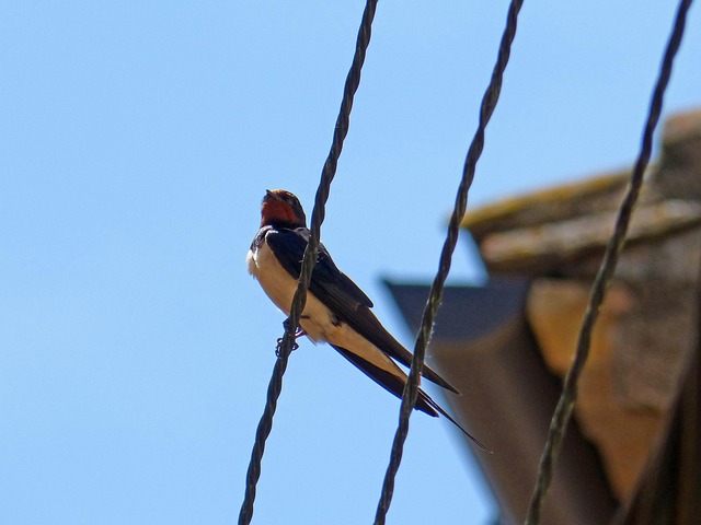 Drain Cleaning Arvada