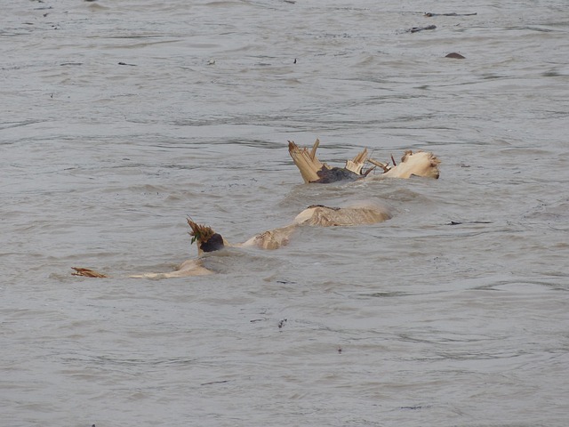 Flood Restoration Denver