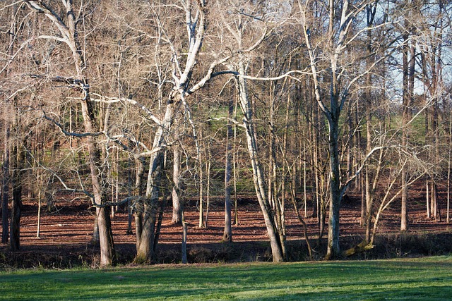 Hardwood Flooring Denver