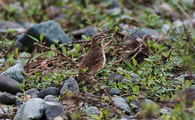 Juvenile Drug Crime Attorney Denver