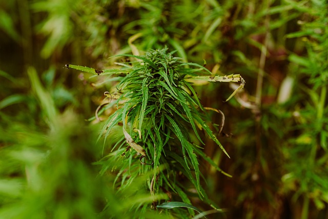 Marijuana Defense Lawyer Colorado