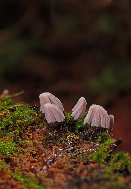 Mold Removal Services Denver