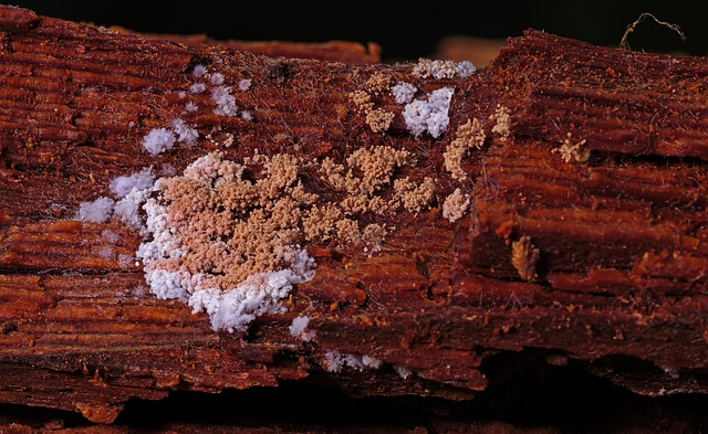 Mold Removal Services Denver