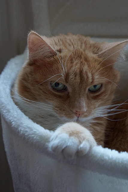 Pet-Friendly Flooring Denver