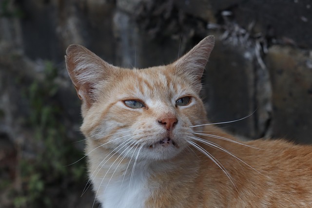 Pet-Friendly Flooring Denver