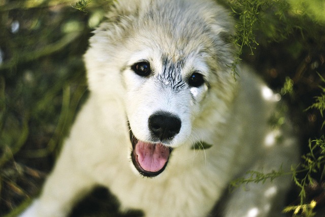 Sewage Removal Denver