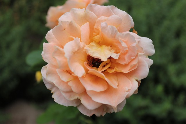 Smoke Odor Removal Denver