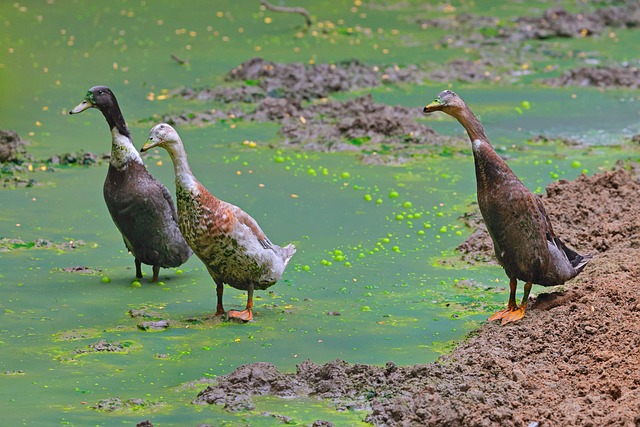 Stair Runners Denver