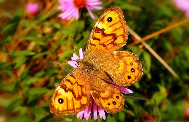 Sump Pump Installation Arvada