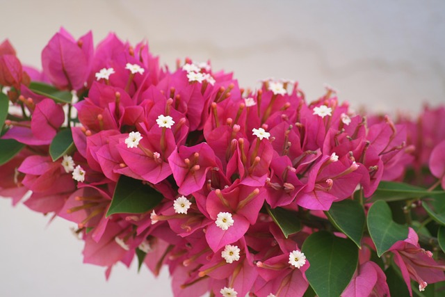 Basement Flooring Denver