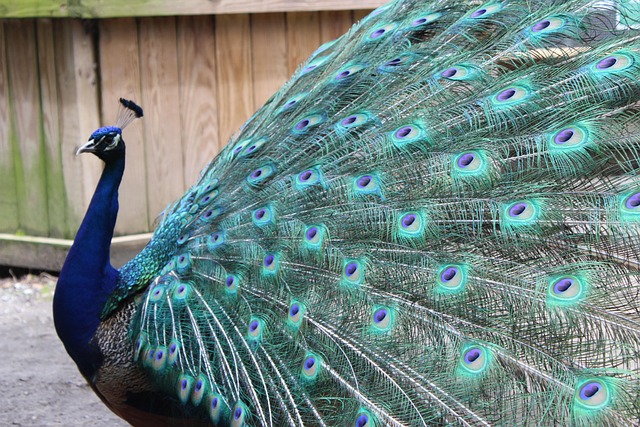 Custom Flooring Denver