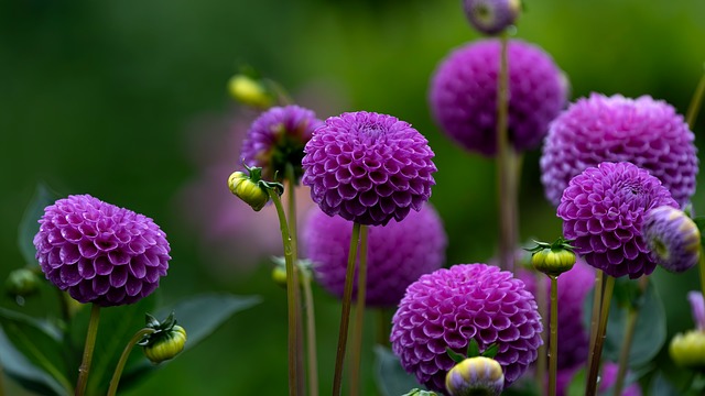 Eco-Friendly Flooring Denver