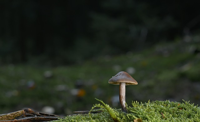 Hardwood Floor Repair Denver