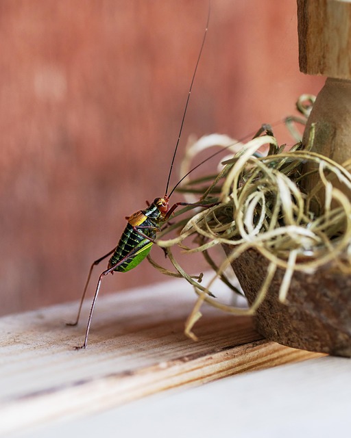Hardwood Flooring Denver