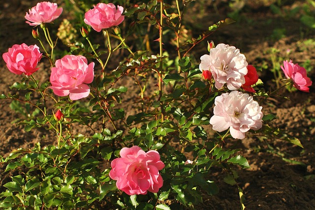 Licensed Plumber Arvada