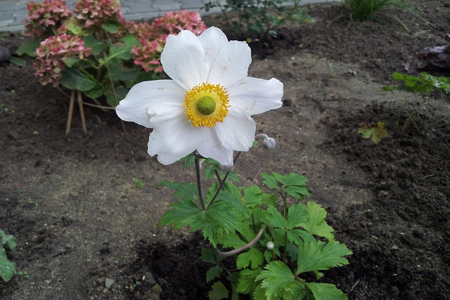 Licensed Plumber Arvada