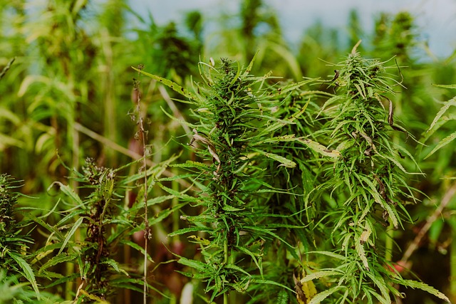 Marijuana Defense Lawyer Colorado