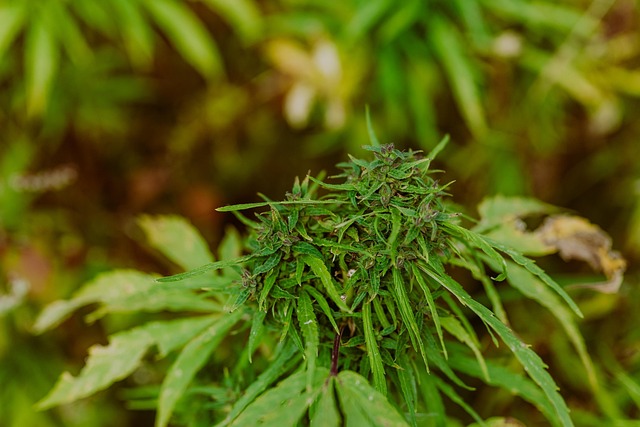 Marijuana Defense Lawyer Colorado