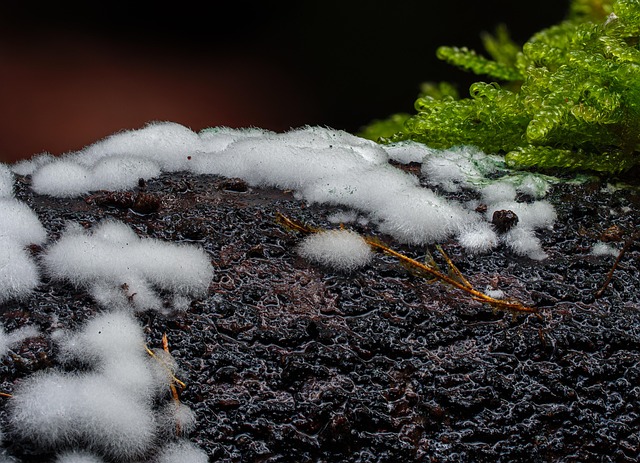 Mold Inspection Denver