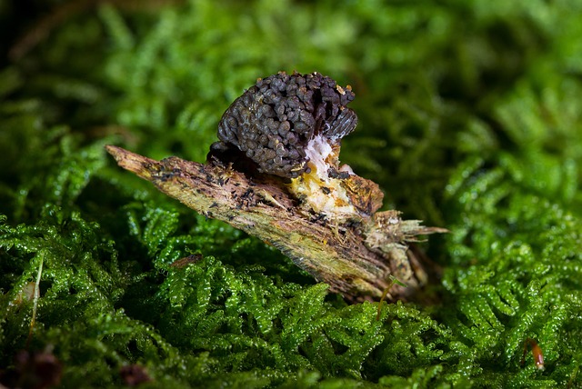 Mold Inspection Denver