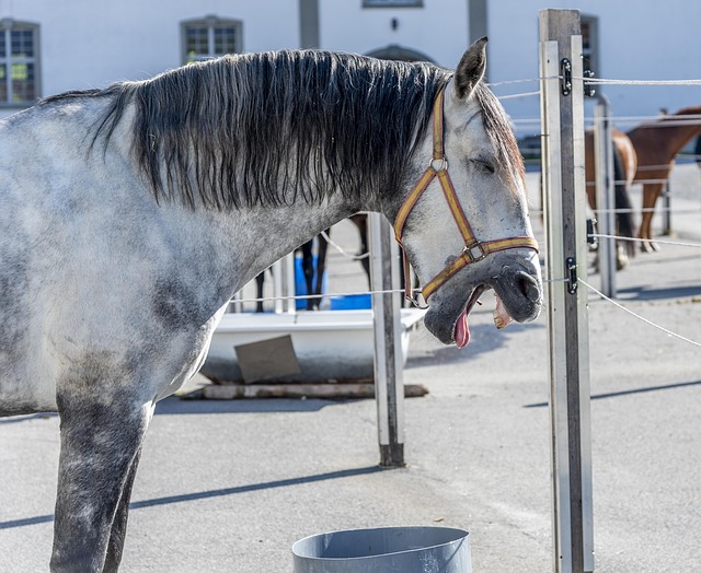 Mold Inspection Denver