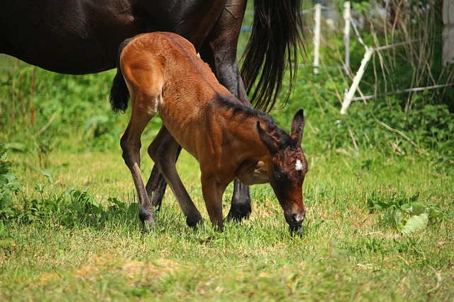 Mold Remediation Denver