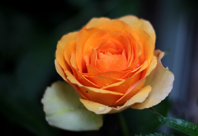 Smoke Odor Removal Denver