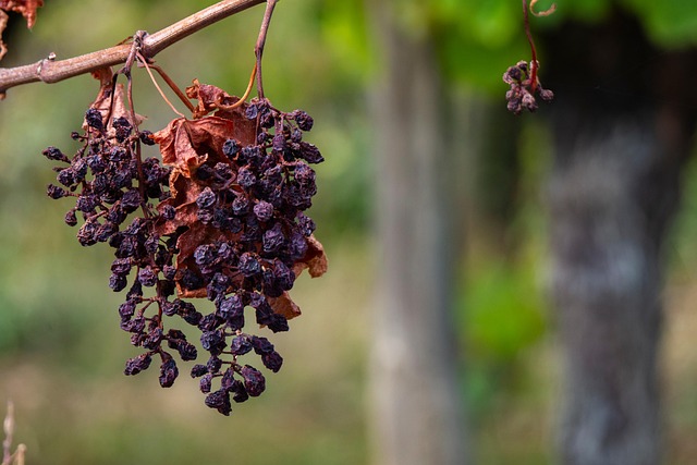 Water Damage Cleanup Denver