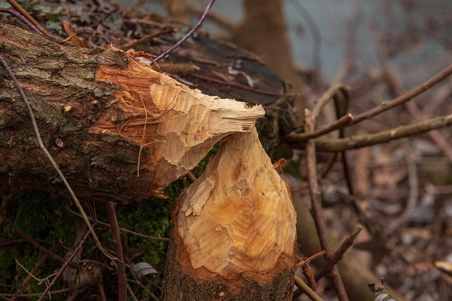 Commercial Water Damage Denver