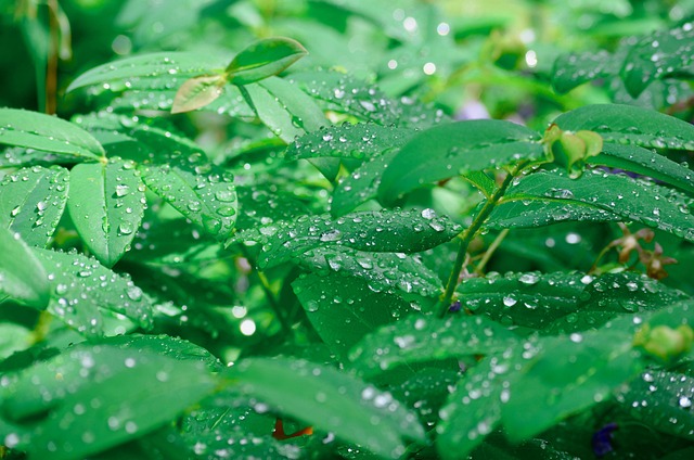 Custom Shower Installation Arvada