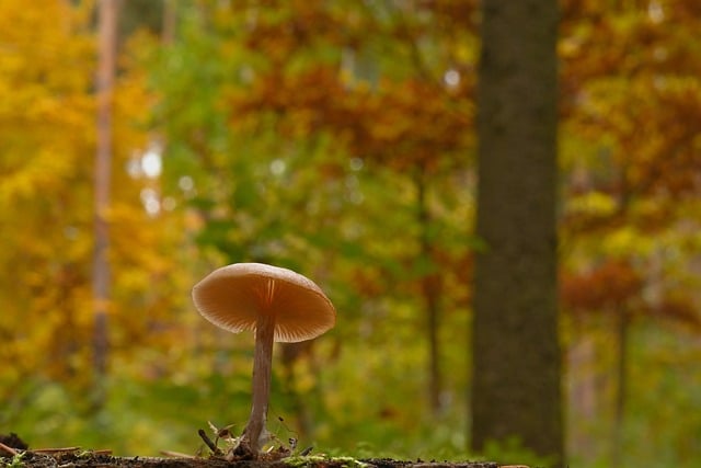 Eco-Friendly Flooring Denver