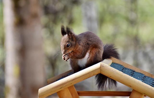 Eco-Friendly Flooring Denver